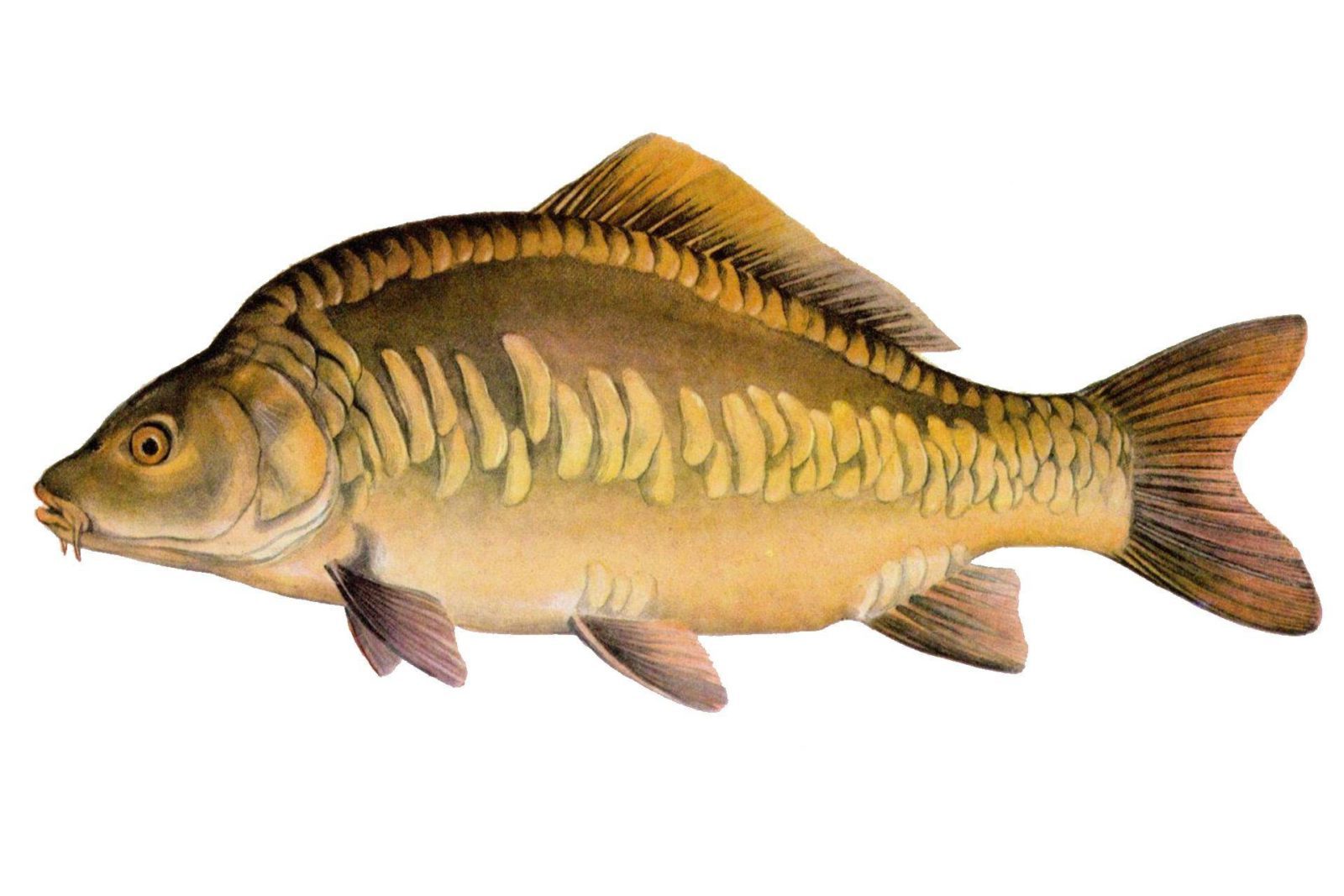 Карп (Cyprinus Carpio)